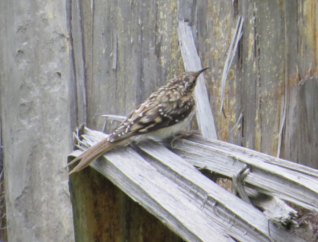 Brown Creeper