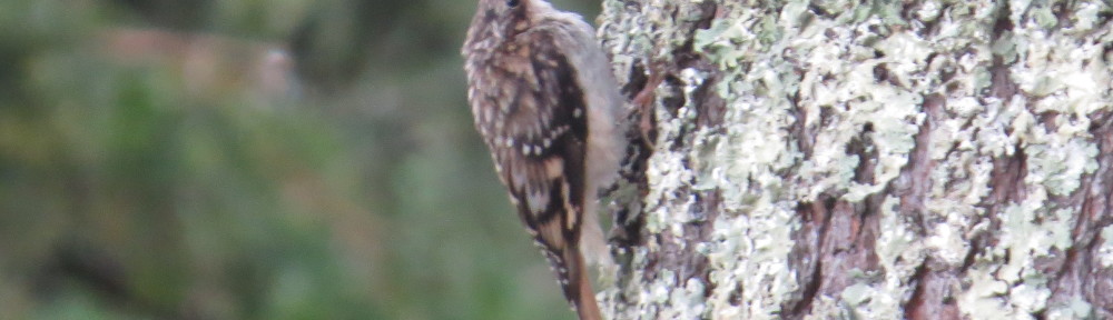 Brown Creeper