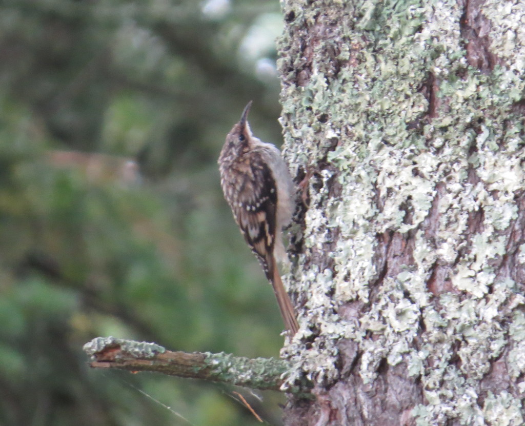 Brown Creeper