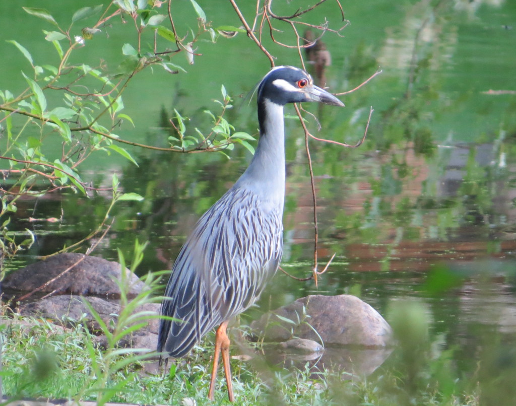 Yellow-crowned Night-Heron