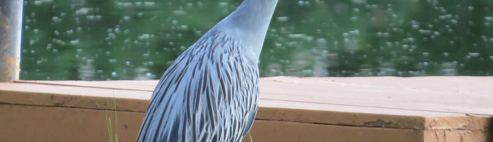 Yellow-crowned Night-Heron