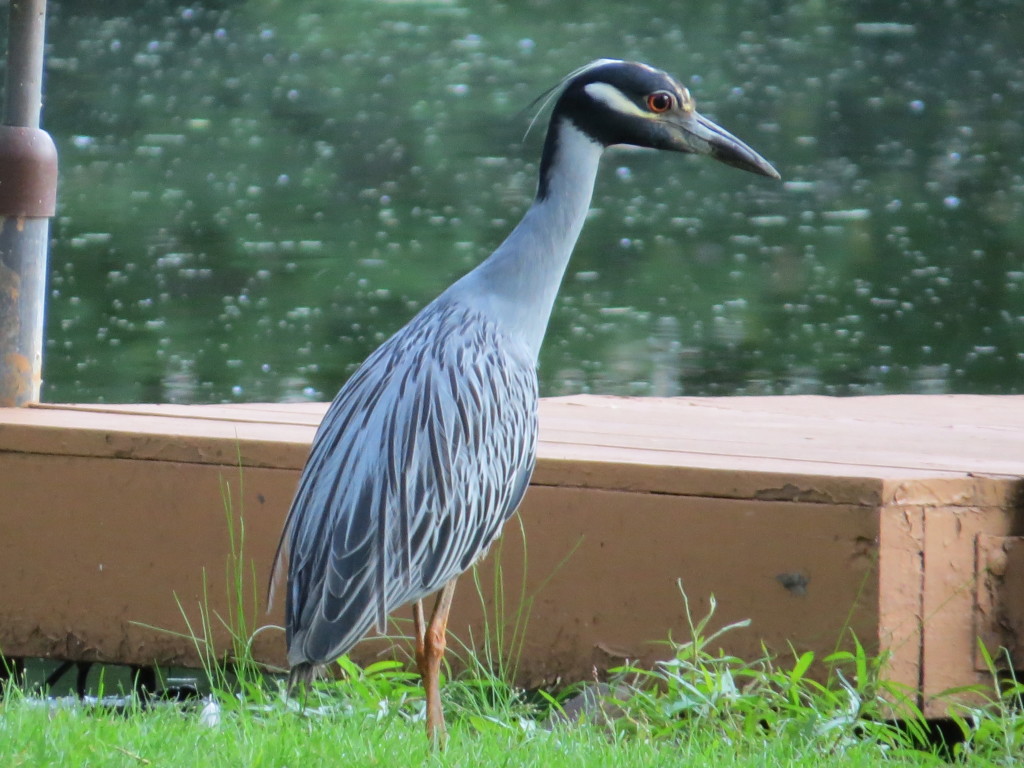 Yellow-crowned Night-Heron