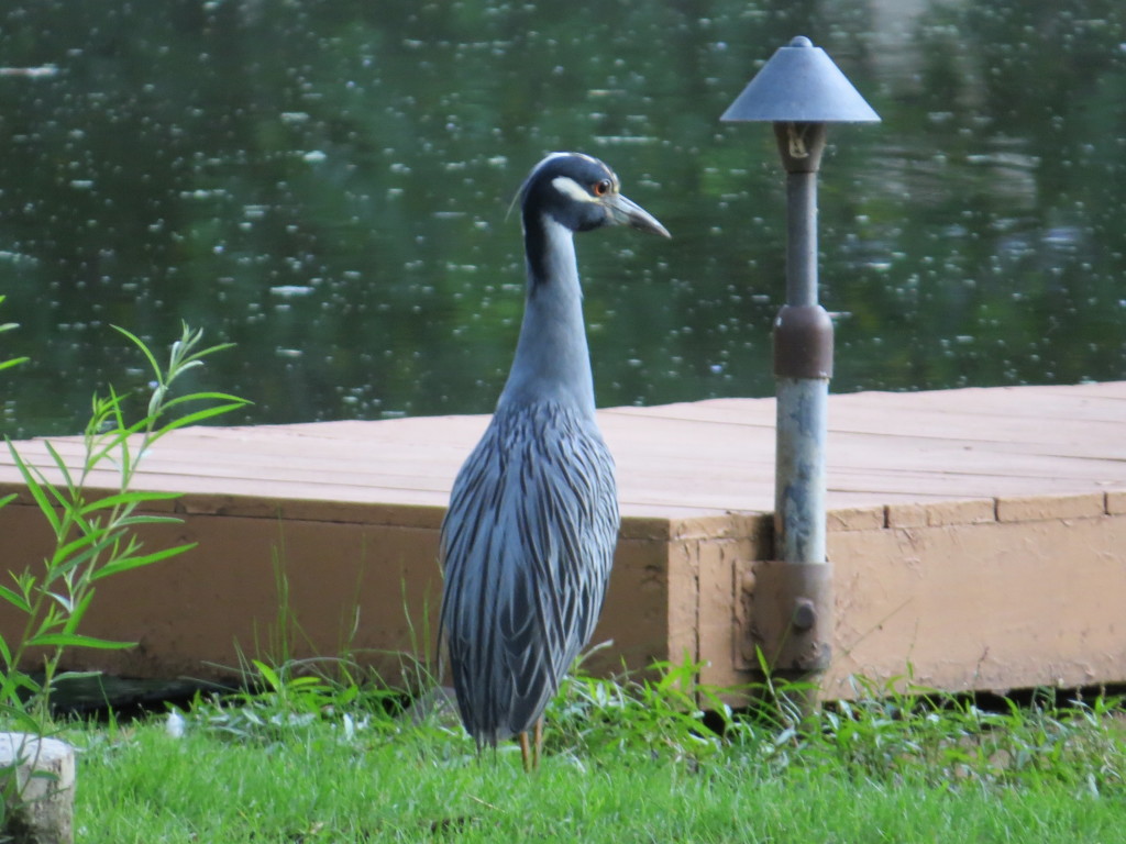 Yellow-crowned Night-Heron