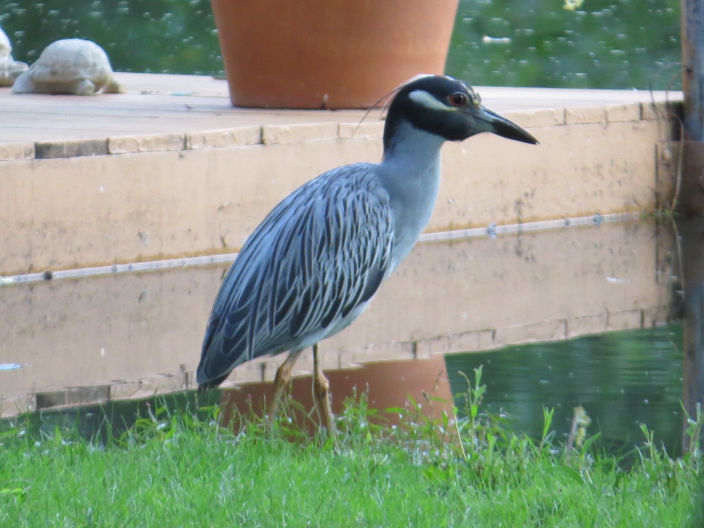 Yellow-crowned Night-Heron