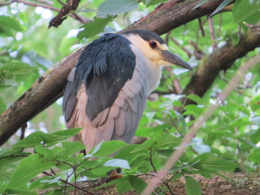 Black-crowned Night-Heron