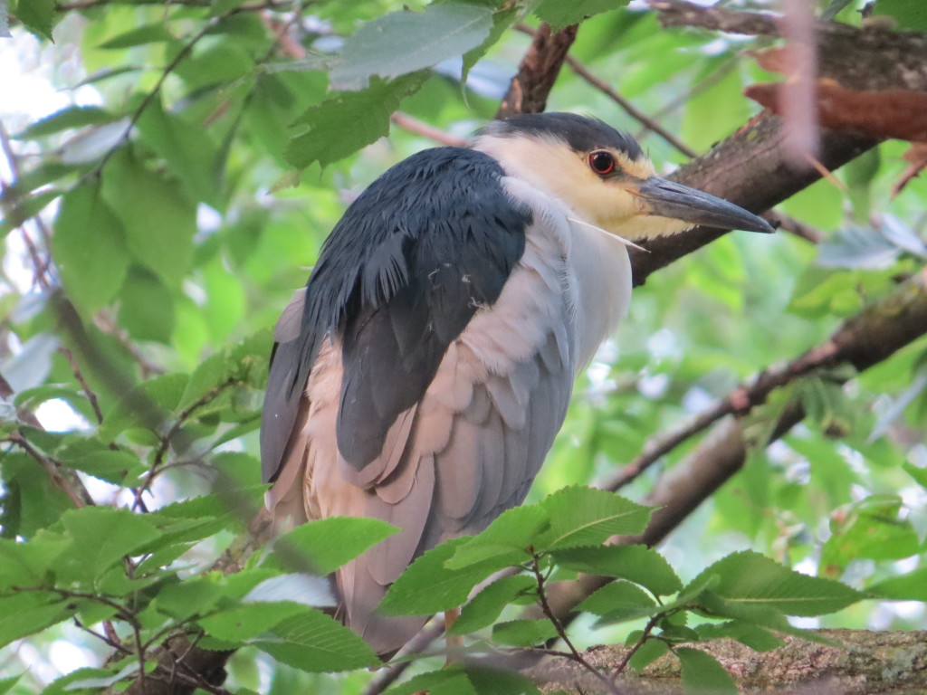 Black-crowned Night-Heron