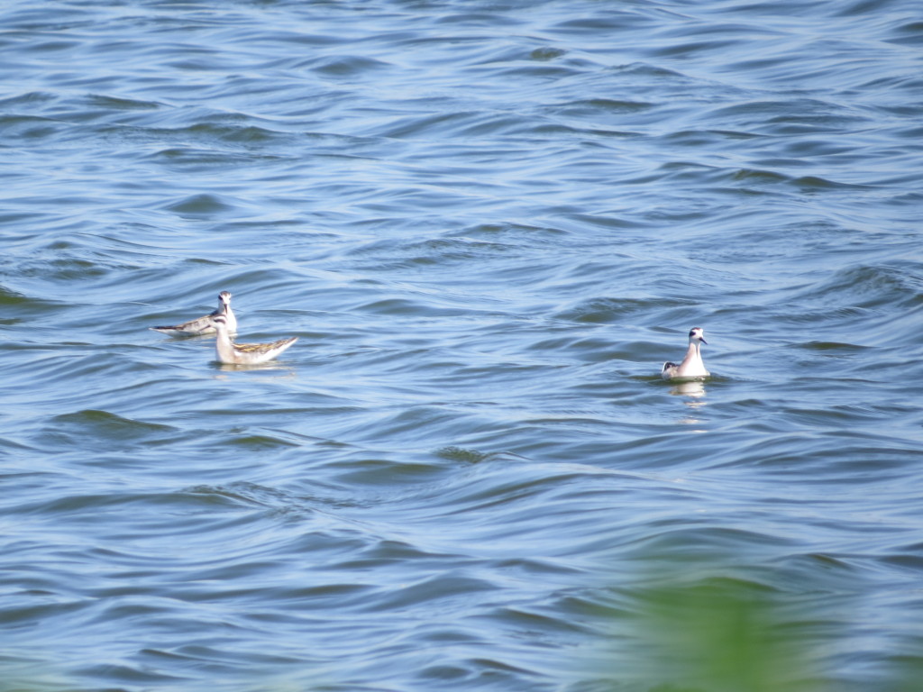 Red-necked Phalarope