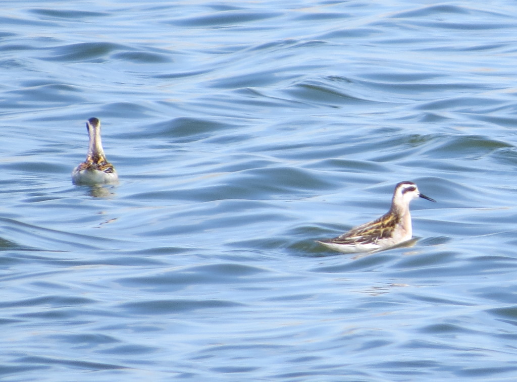 Red-necked Phalarope