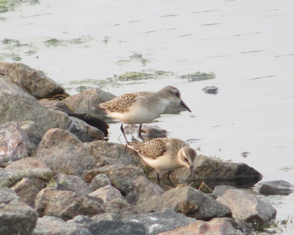 Semipalmated Sandpiper