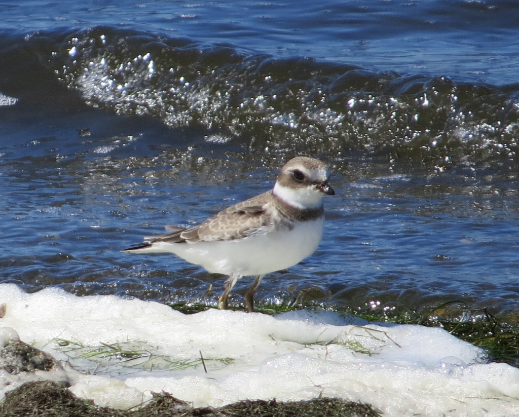 Semipalmated Plover at Bird Island WTP