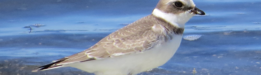 Semipalmated Plover