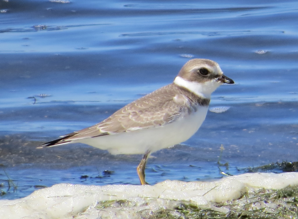 Semipalmated Plover