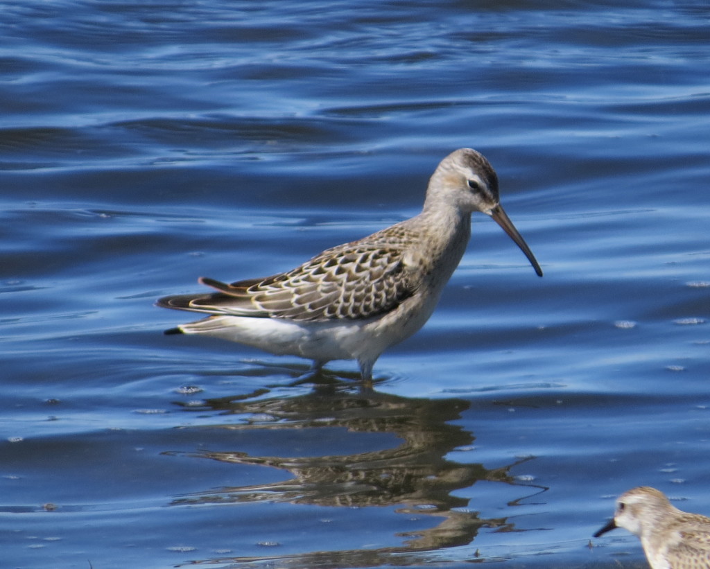 Stilt Sandpiper