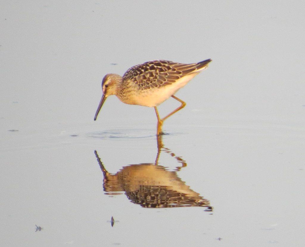 Stilt Sandpiper