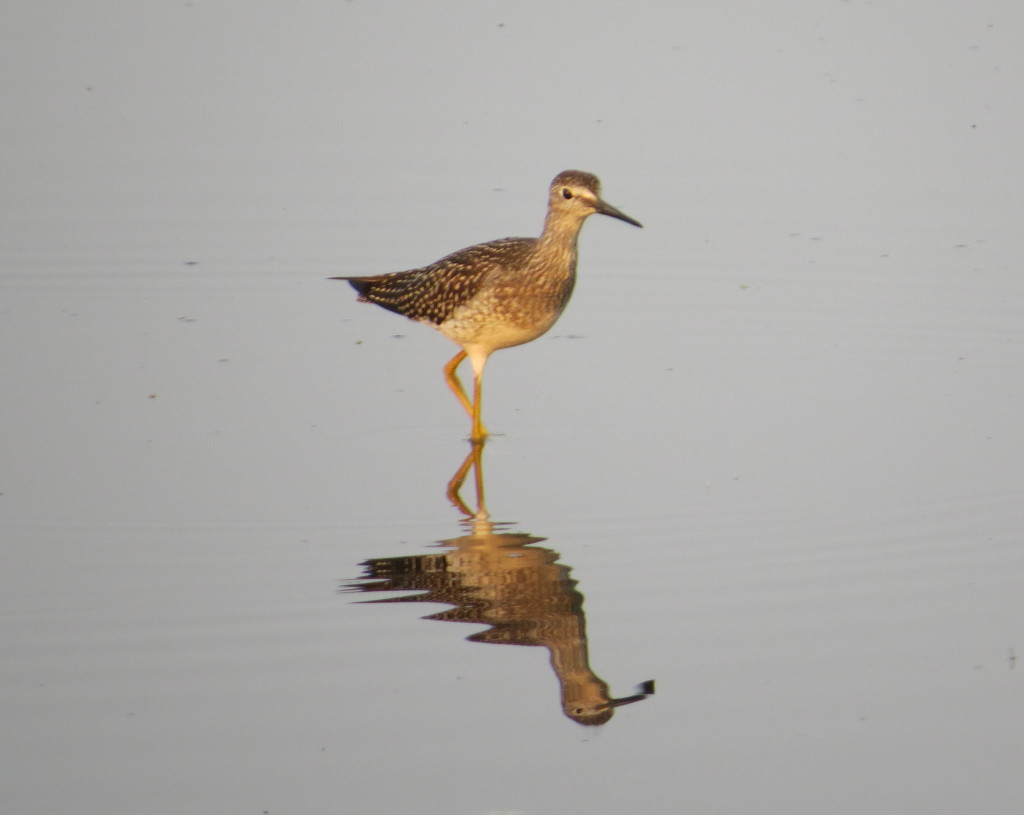 Lesser Yellowlegs