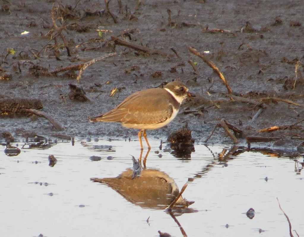 Semipalmated Plover