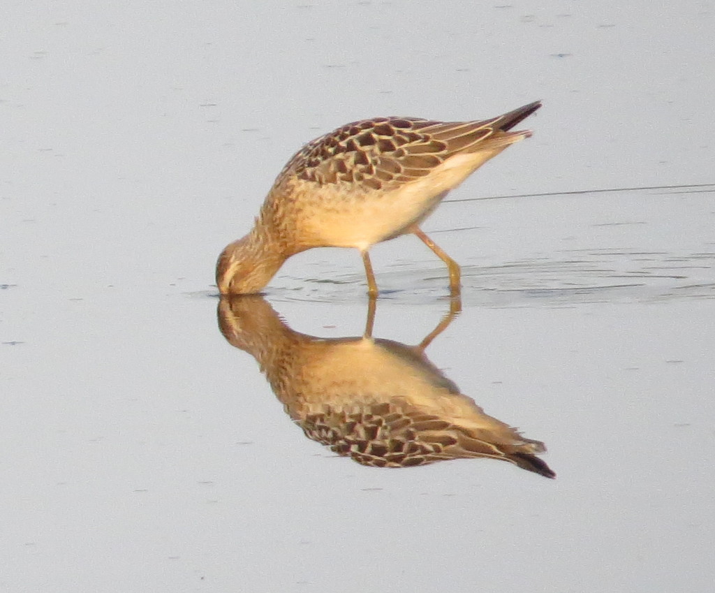 Stilt Sandpiper