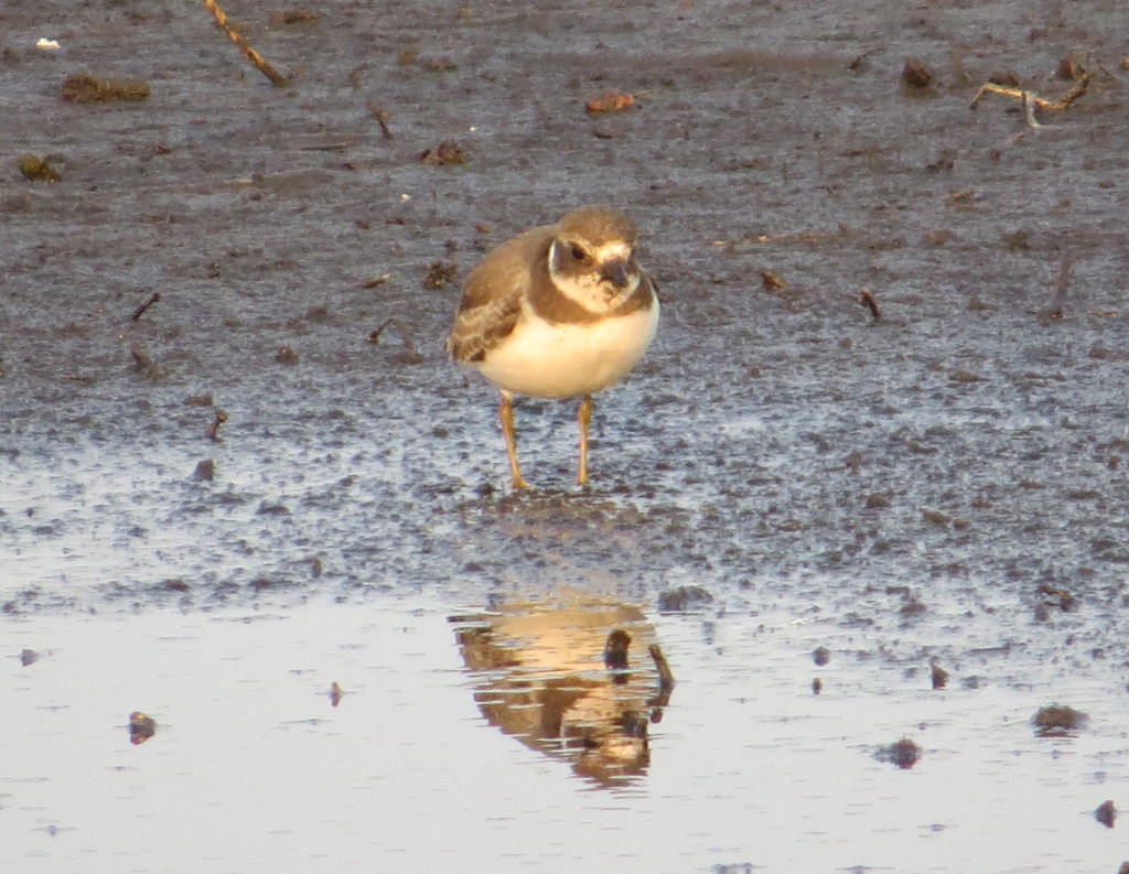 Semipalmated Plover