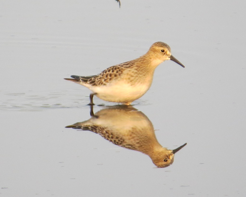 Baird's Sandpiper