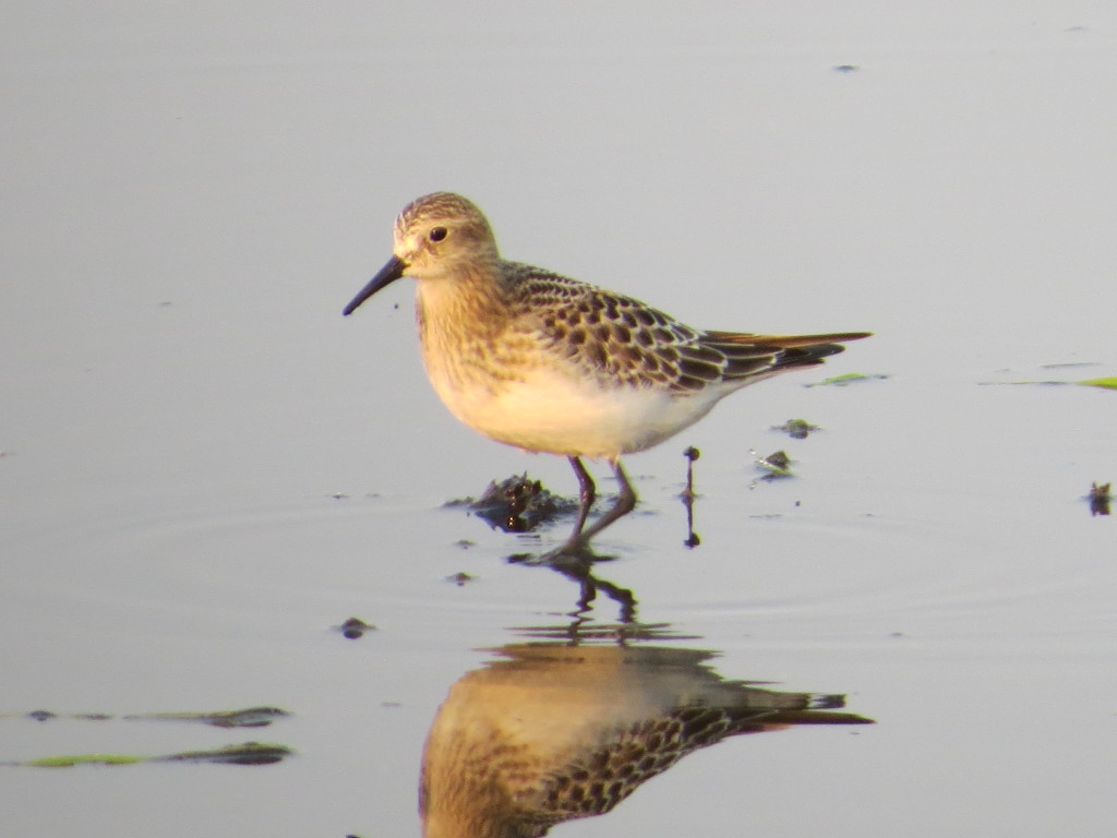 Baird's Sandpiper