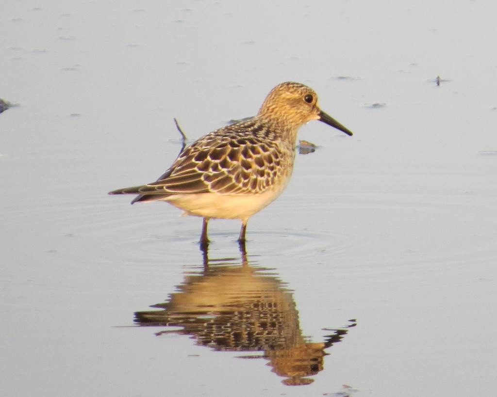 Baird's Sandpiper