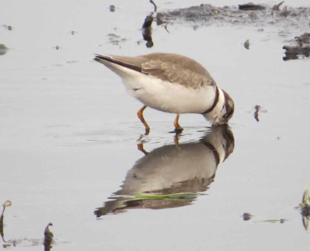 Semipalmated Plover