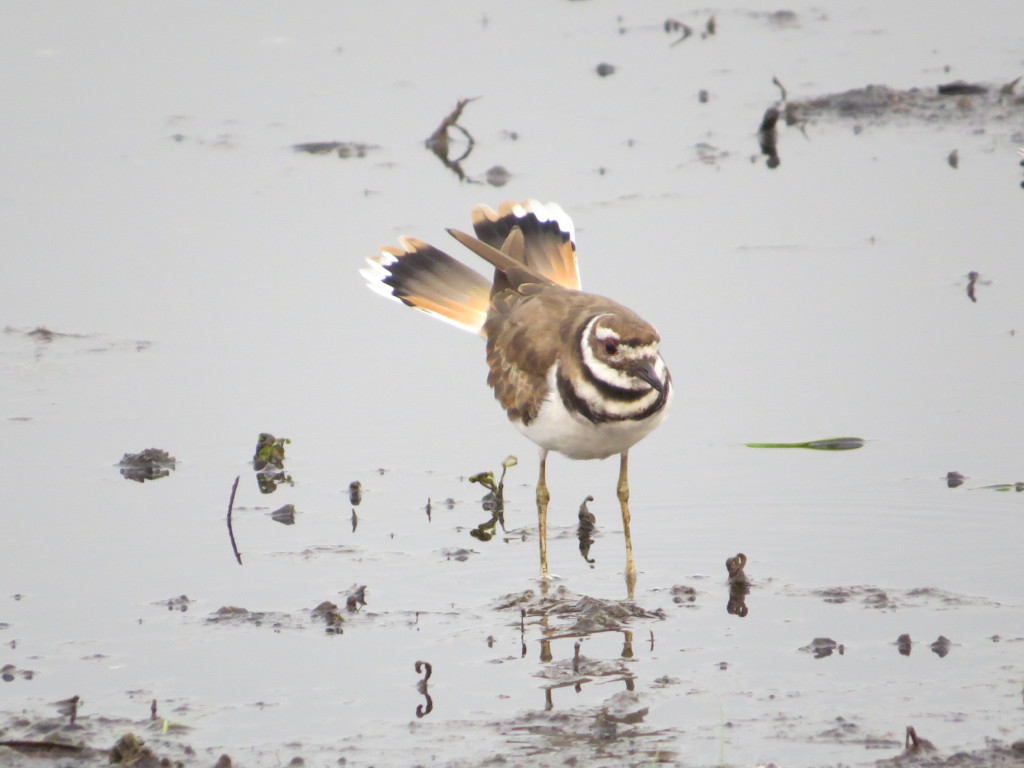 Killdeer