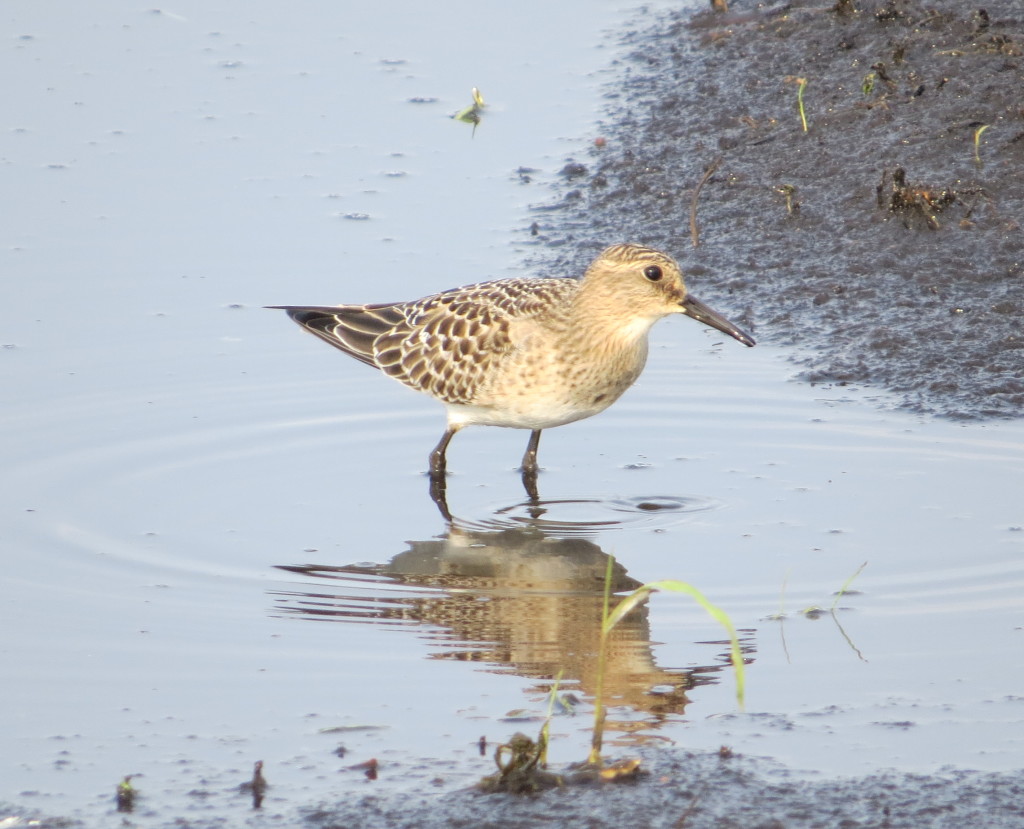 Baird's Sandpiper