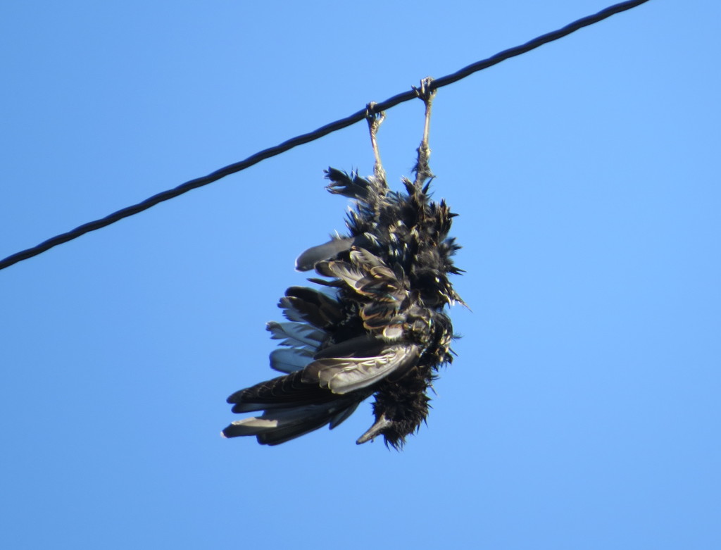 Dead Starling