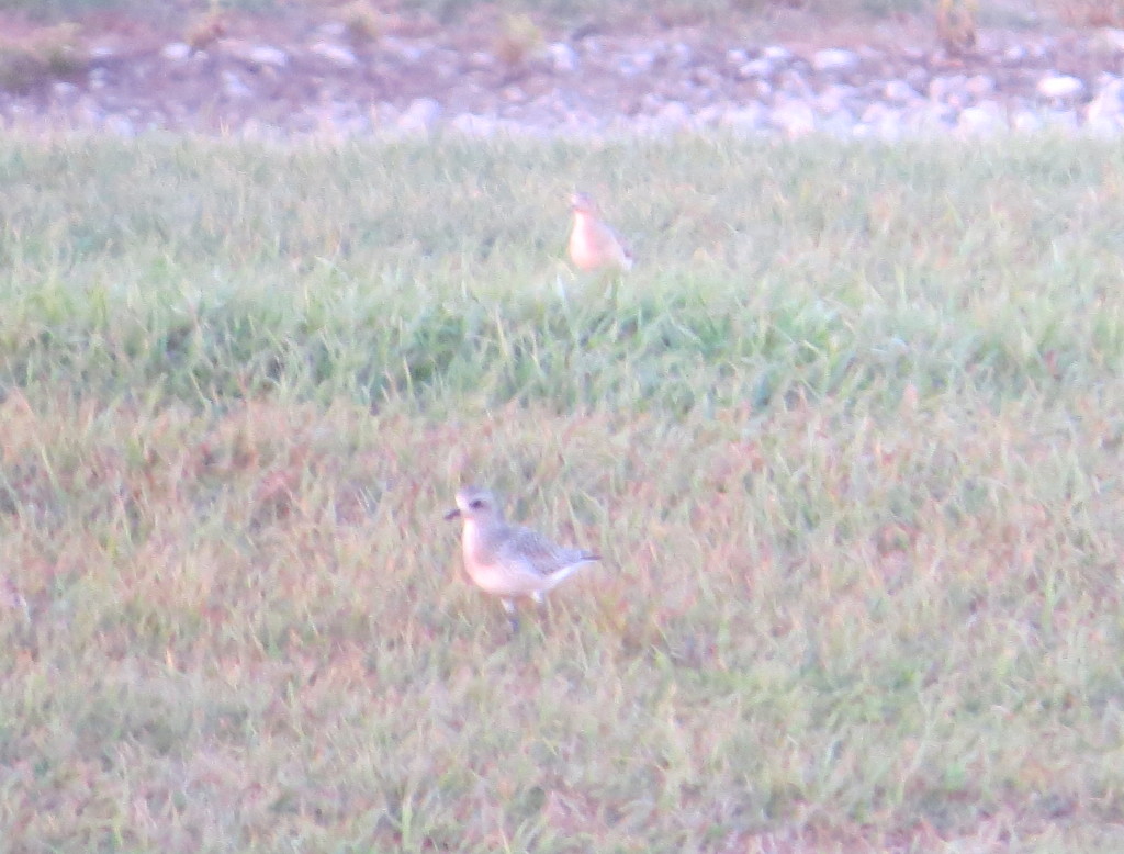 American Golden-Plover