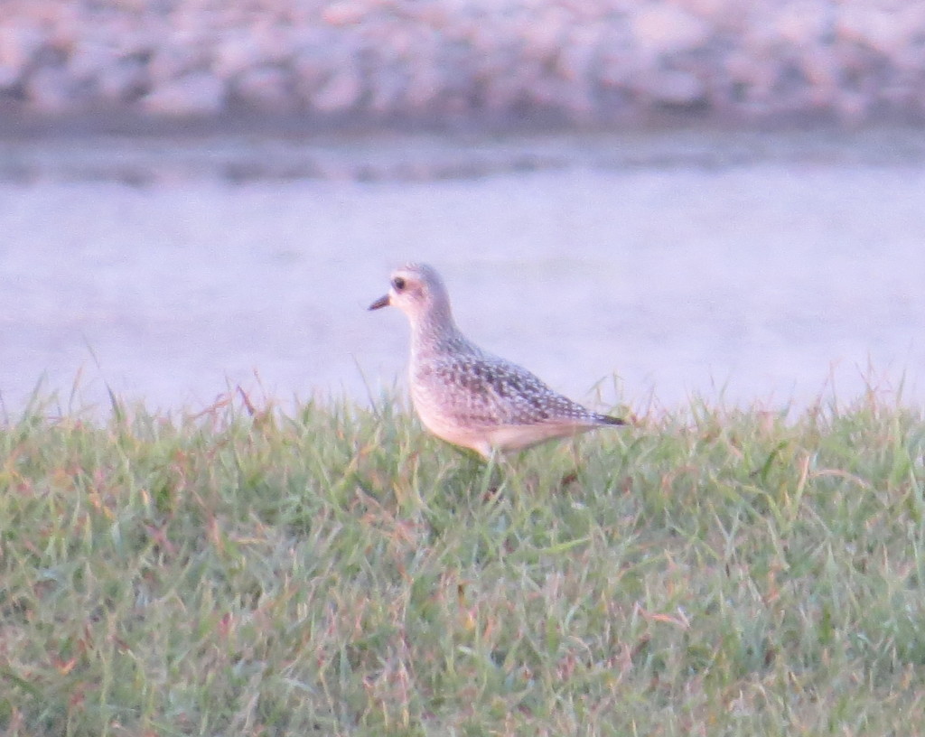 American Golden-Plover