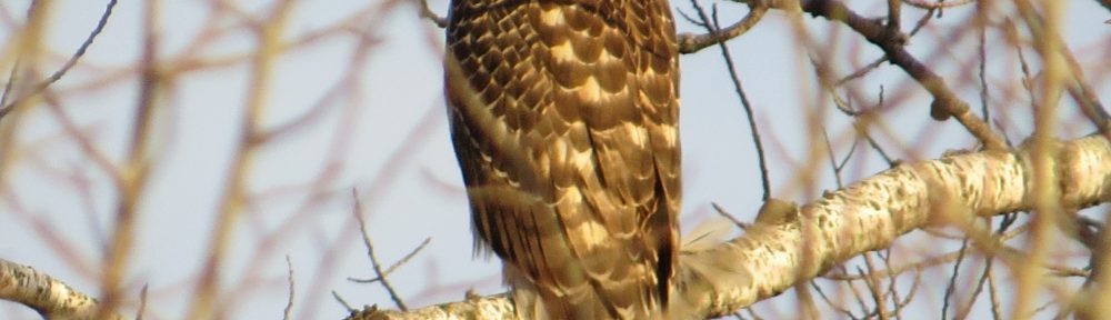 Northern Goshawk