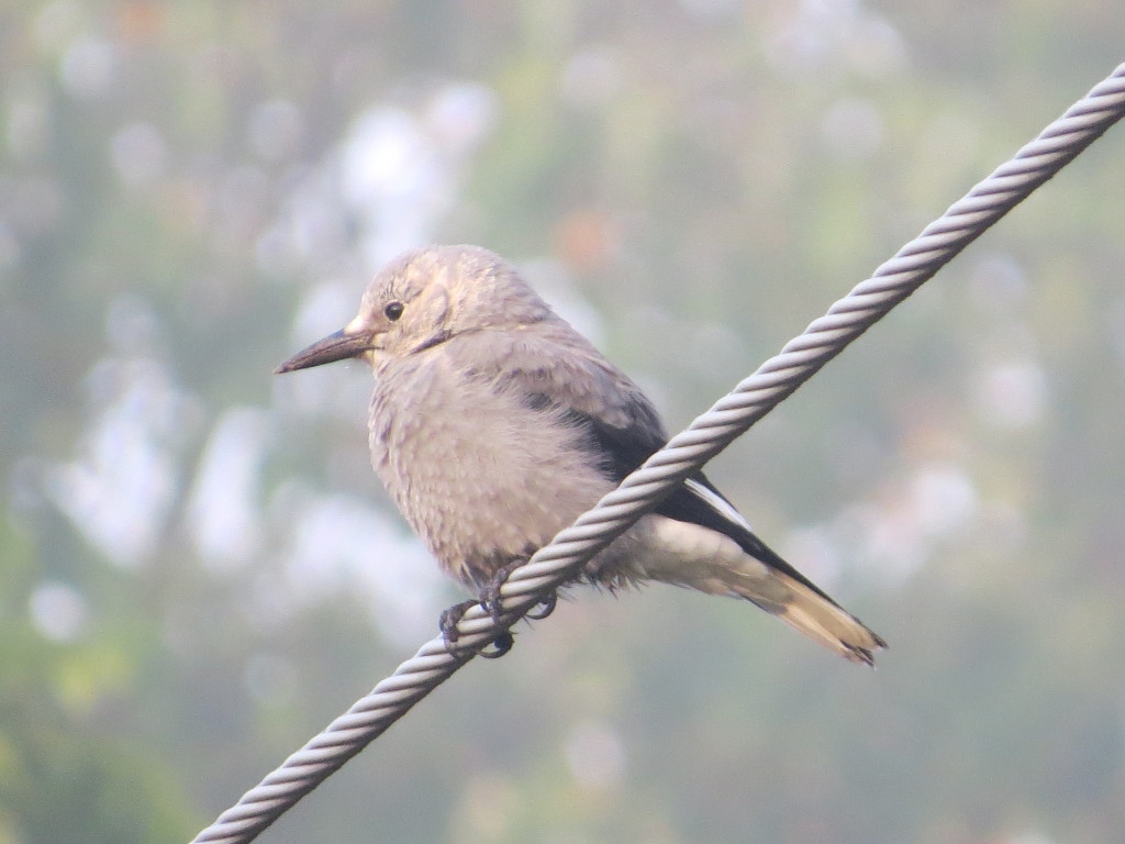 Clark's Nutcracker