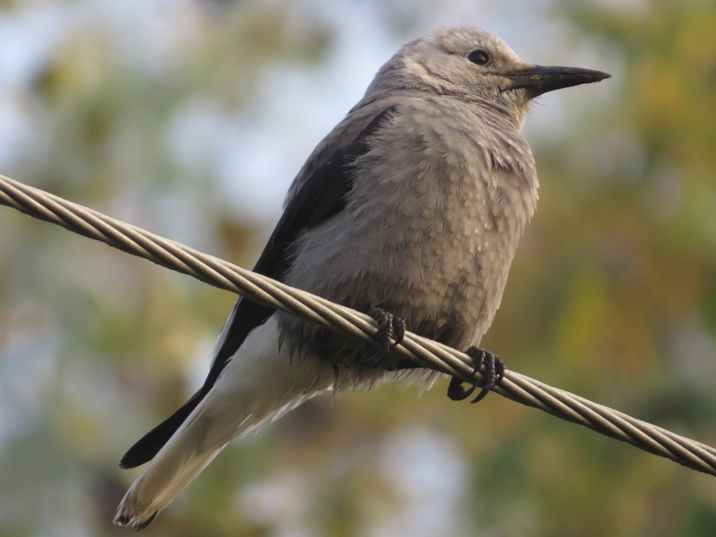 Clark's Nutcracker