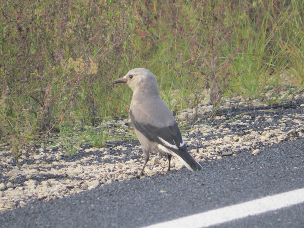 Clark's Nutcracker