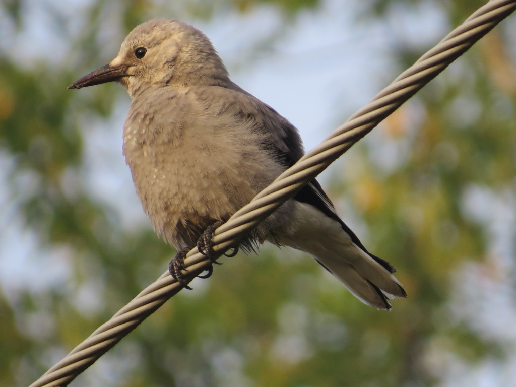 Clark's Nutcracker