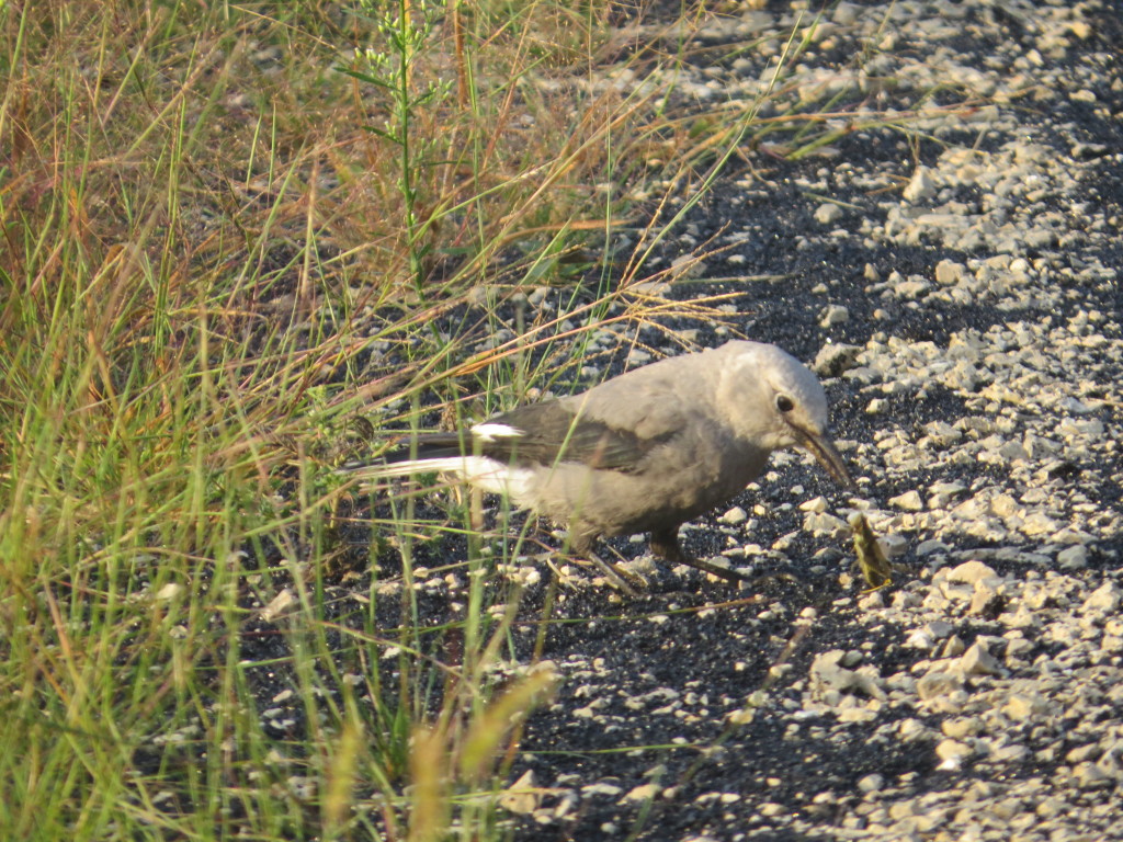 Clark's Nutcracker