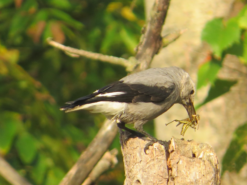 Clark's Nutcracker