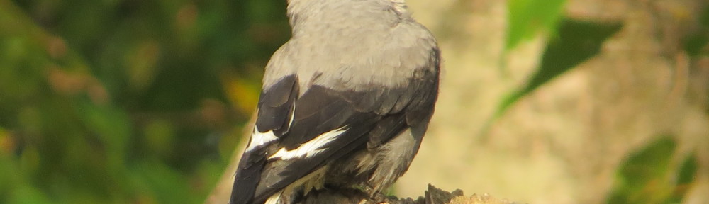 Clark's Nutcracker