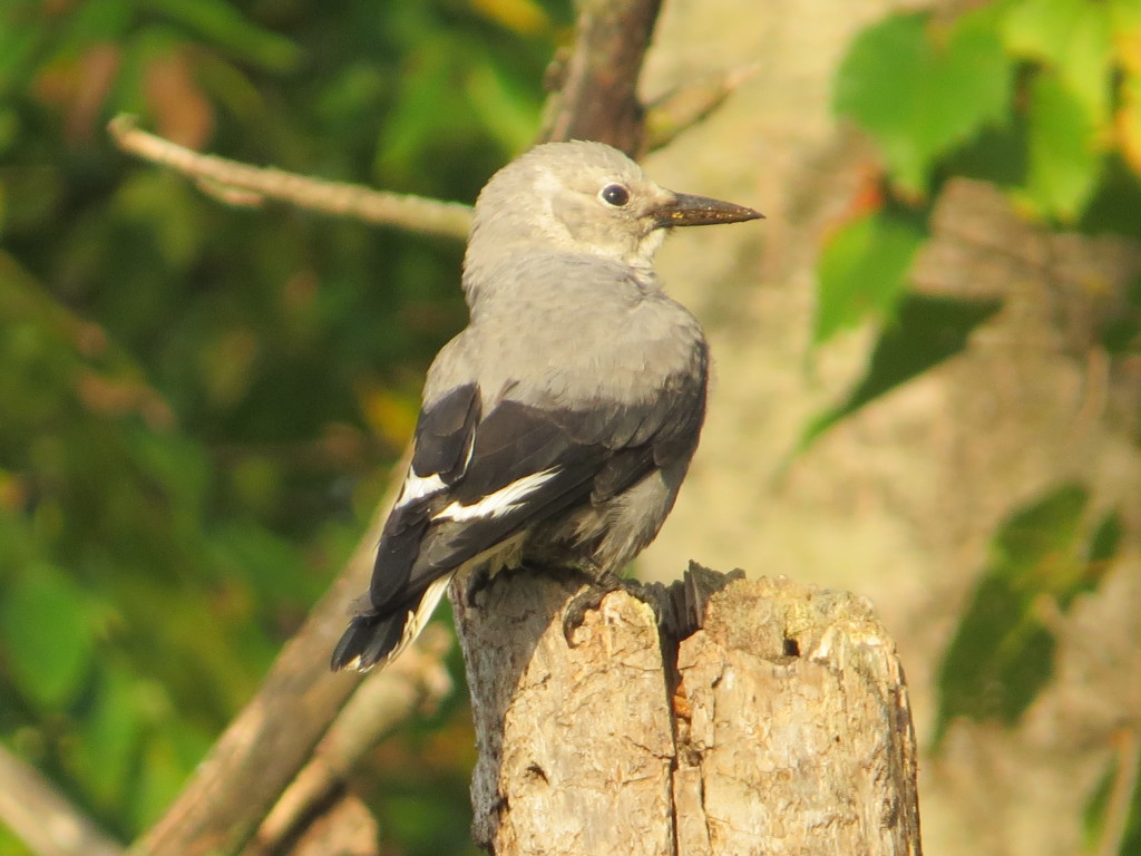 Clark's Nutcracker