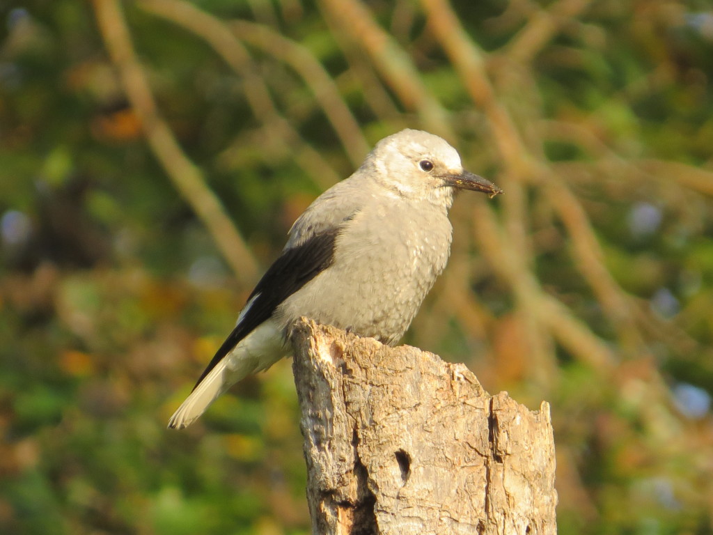 Clark's Nutcracker