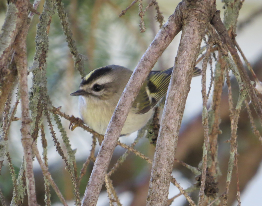 Golden-crowned Kinglet