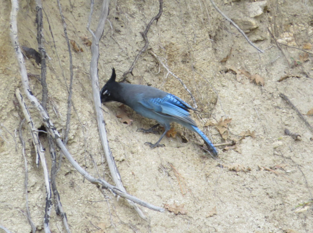 Steller's Jay