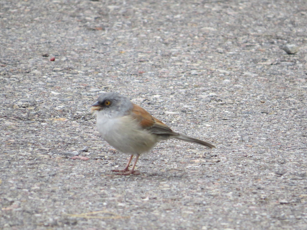 Yellow-eyed Junco