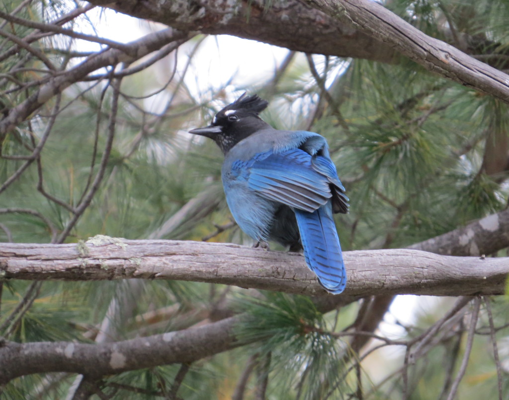 Steller's Jay