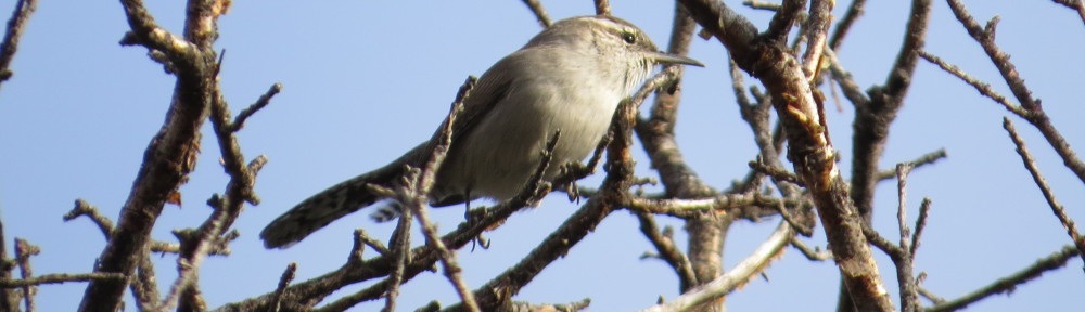 Bewick's Wren