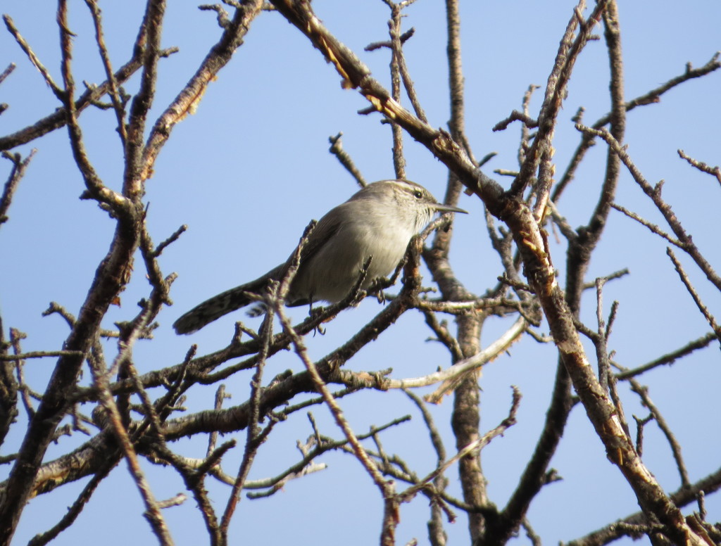 Bewick's Wren