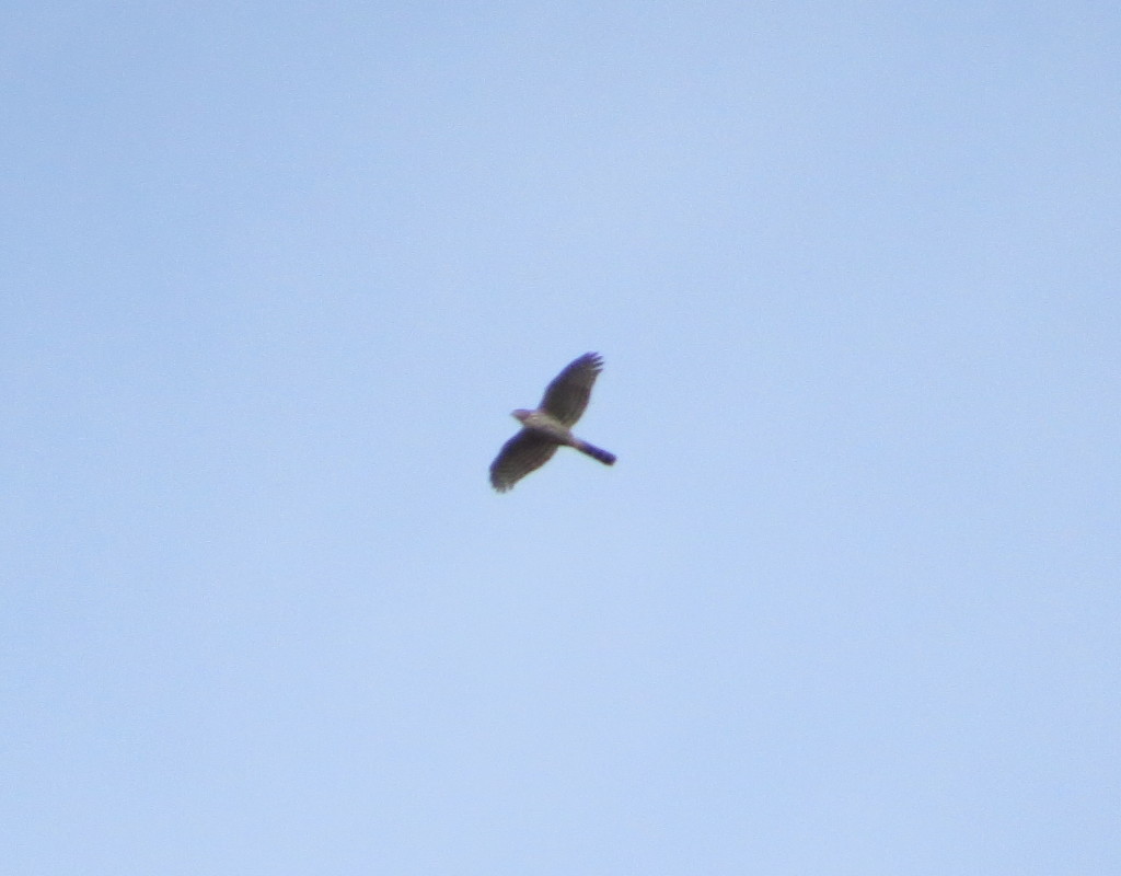 Northern Goshawk