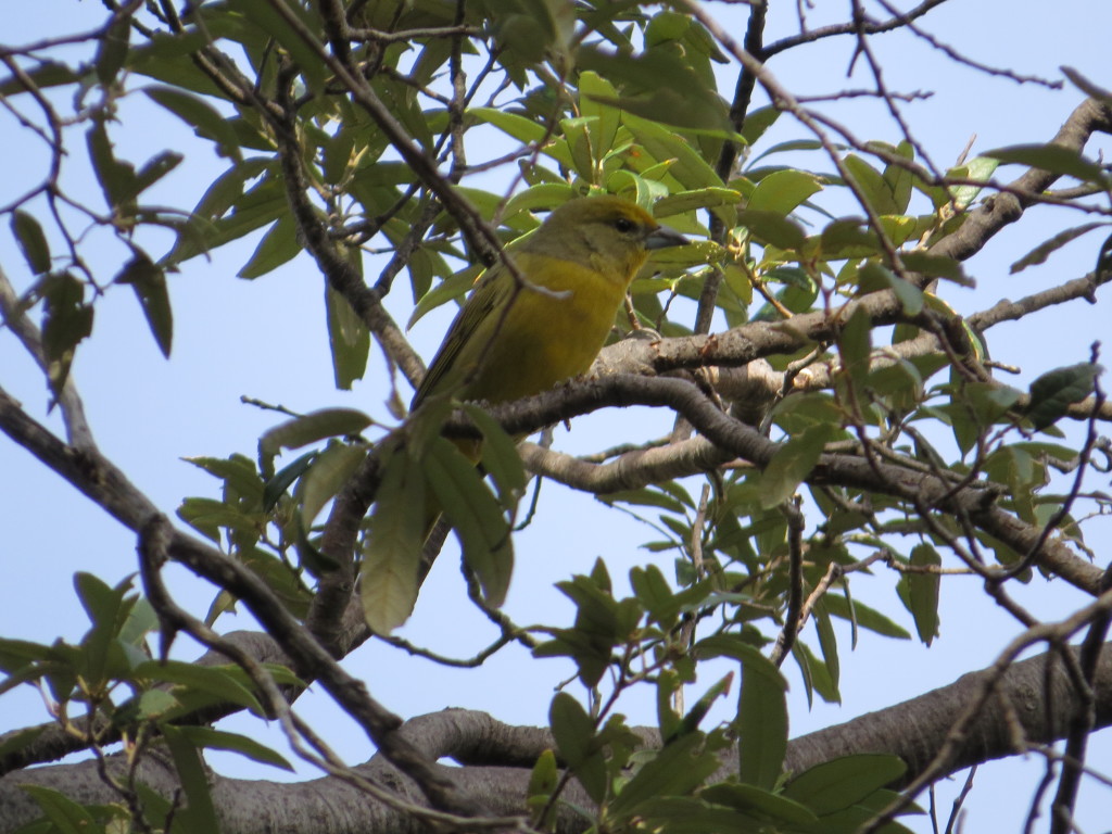 Hepatic Tanager