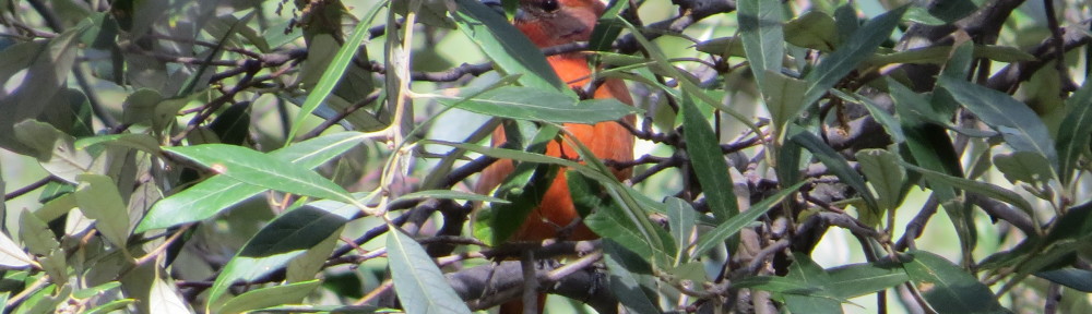 Hepatic Tanager